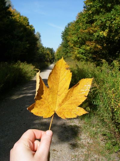 Herbstblatt vor einem Waldweg